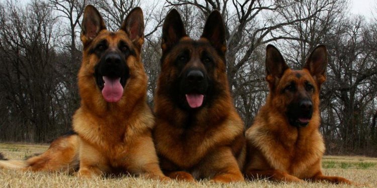 German Shepherd Wallpaper In