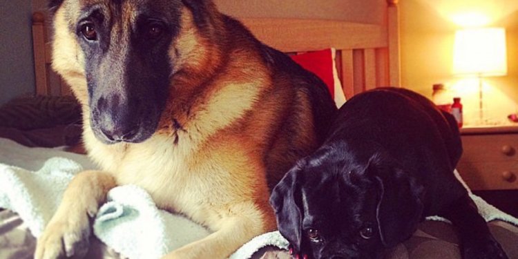 Socialize a german shepherd