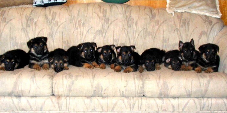 German Shepherds New Arrivals.