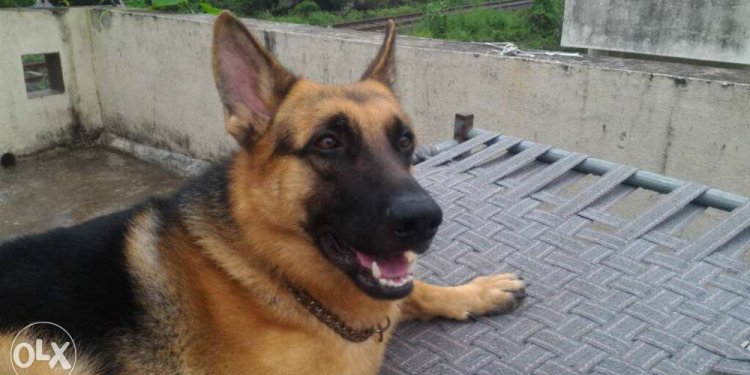 Gsd dog mail age 13 month for