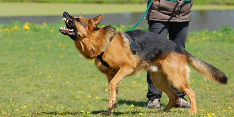 GSD training2 by filarska