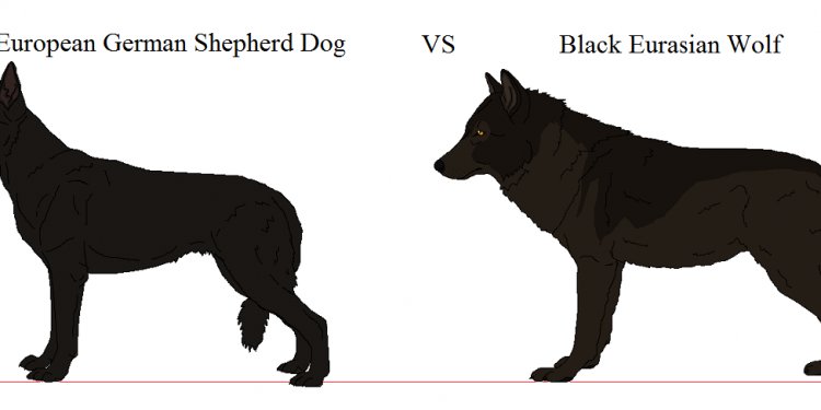 European GSD VS Eurasian Wolf