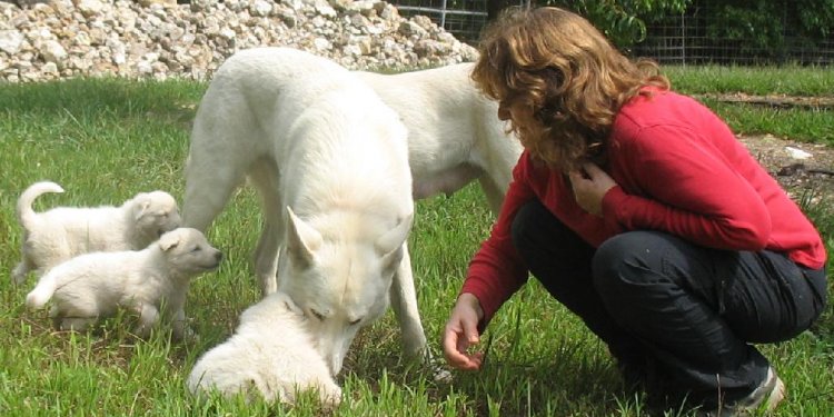 Gunther white german shepherds