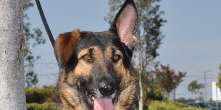 Holistic Vet and Pet Nutrition