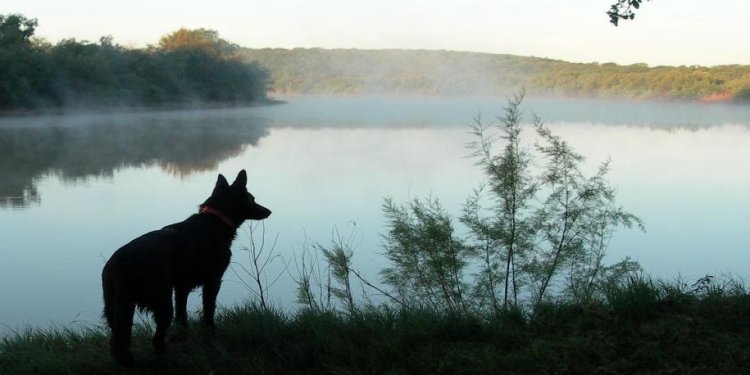 Black German Shepherd Puppies