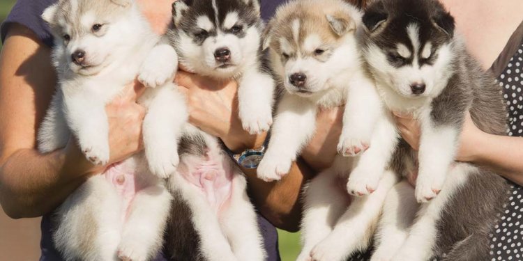 How to Start a Dog Breeding