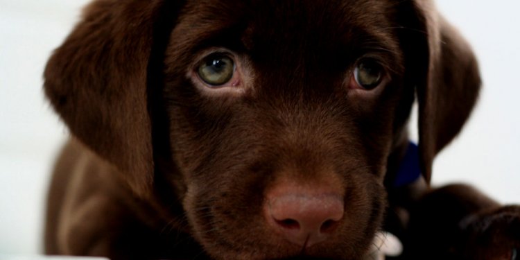 Puppy Chocolate Labs