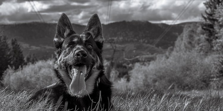 Ikho, German Shepherd / Black and White