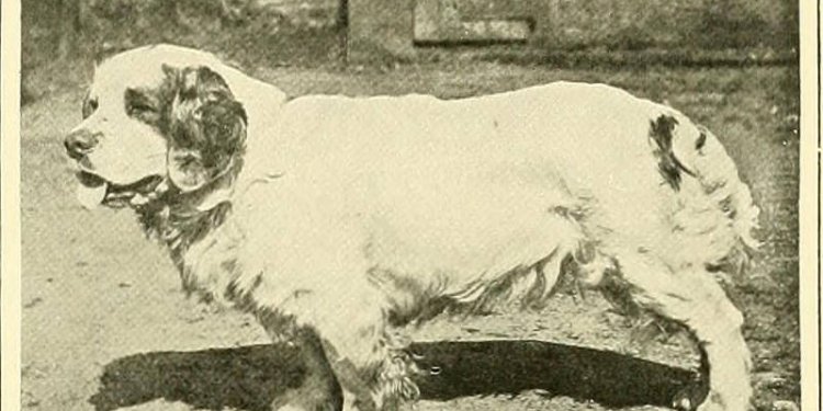 Image from page 322 of The new book of the dog : a comprehensive natural history of British dogs and...
