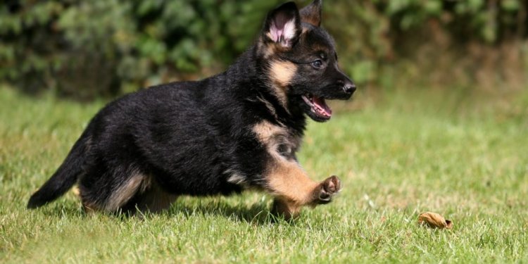 Delightful German Shepherd Dog