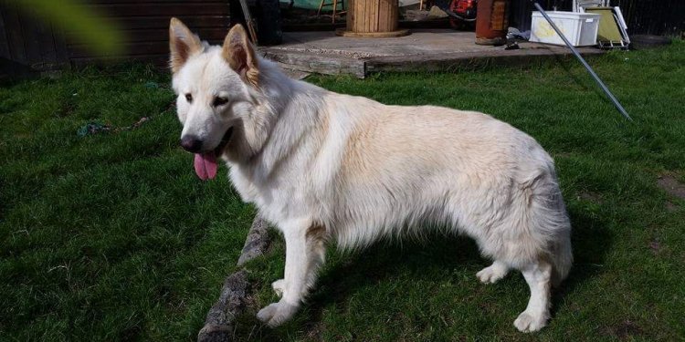 Long Haired Gsd - For Stud