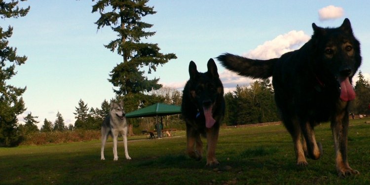 Kira, Doc Wats and an unknown dog at the park