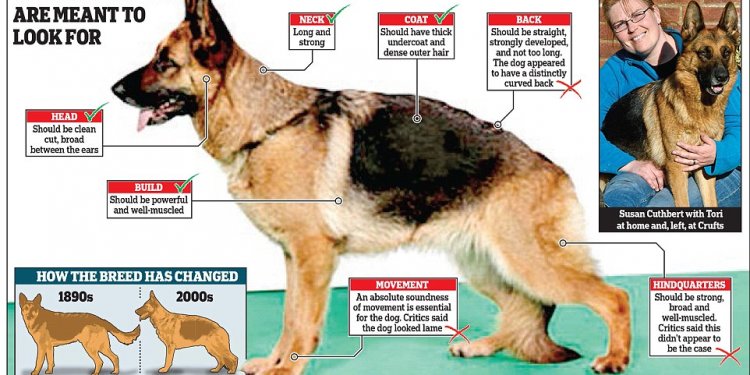 German shepherd Cruaghaire