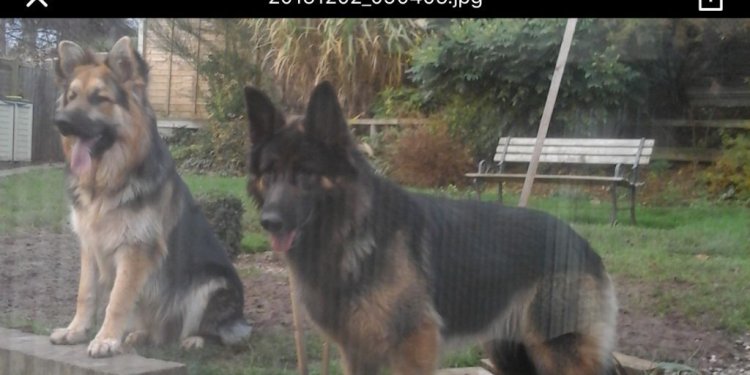 Long haired German shepherd