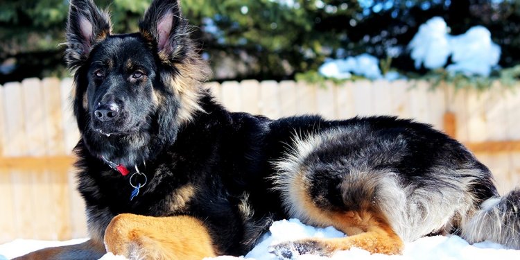 Long Haired German Shepherd