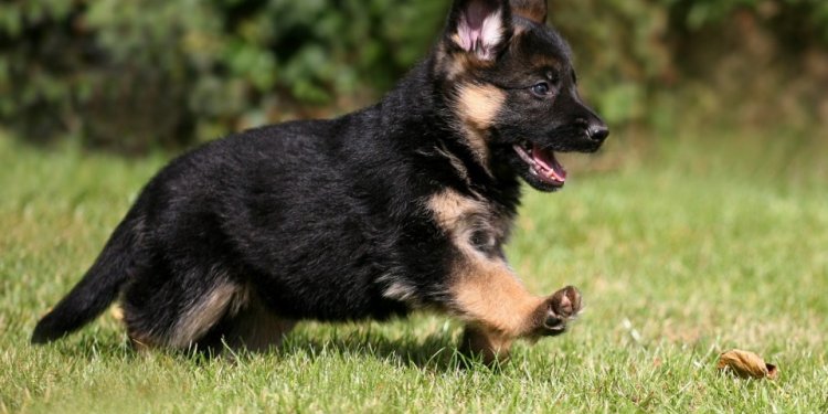 Long Haired German Shepherd