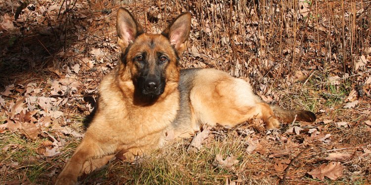 German Shepherd Pedigree