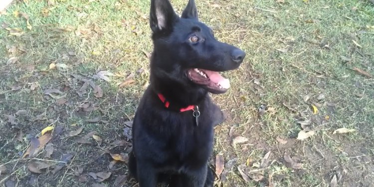 My all black German shepherd