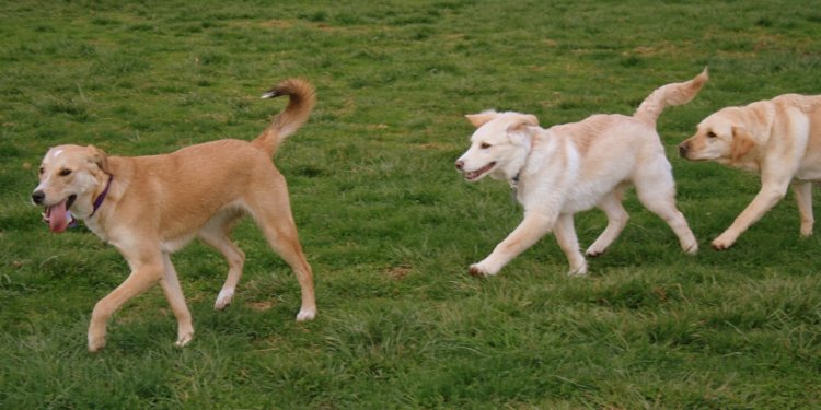 Two blonde shepherd mix dogs