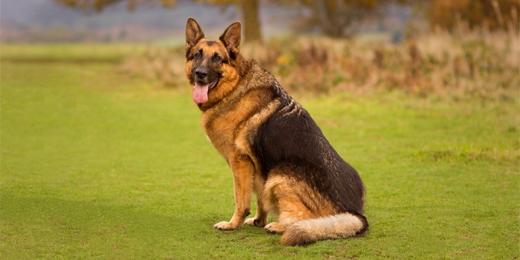 Black and Tan German Shepherd