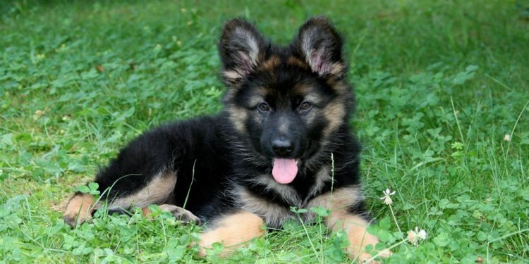 Pics Of German Shepherds