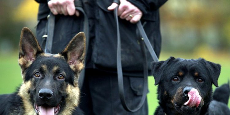 German Shepherd police dogs