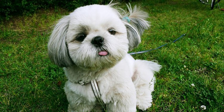 Shih Tzu 7 Lap Dogs That Make