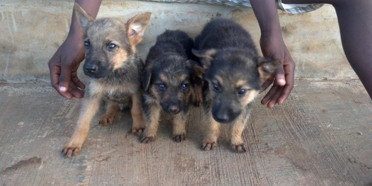 PUPPIES ALSATIAN DOG | Dogs