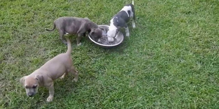 Razor Edge Pitbull Puppies