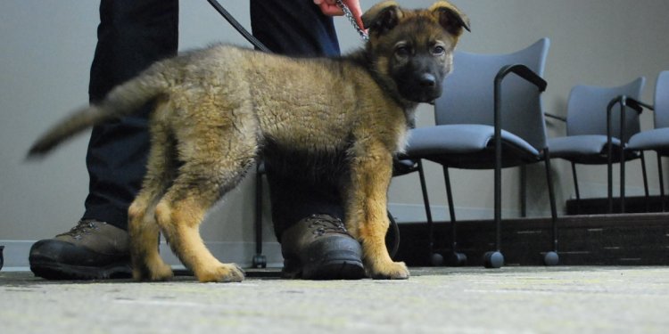 RCMP German shepherd puppy