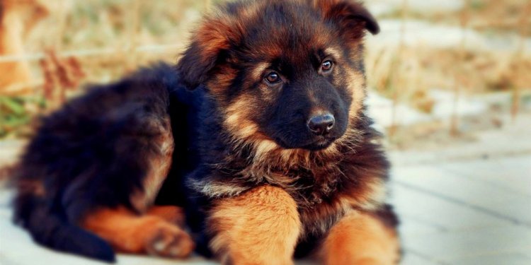 Red German Shepherd Puppies