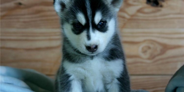 Free Registered Purebred