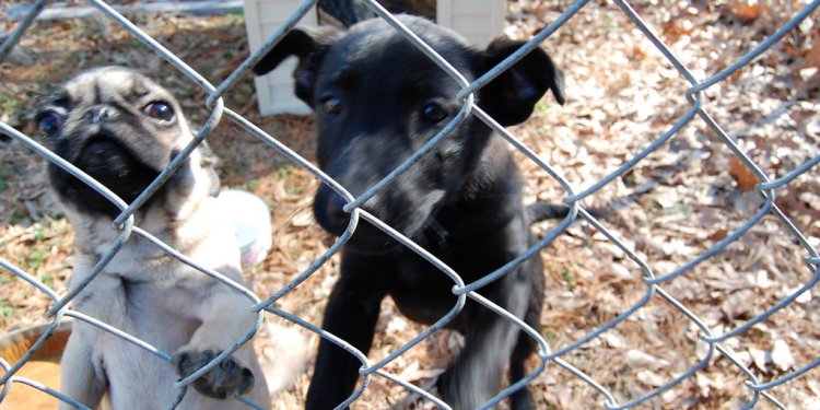 Sarge, the Black Shepherd puppy with Bj the pug