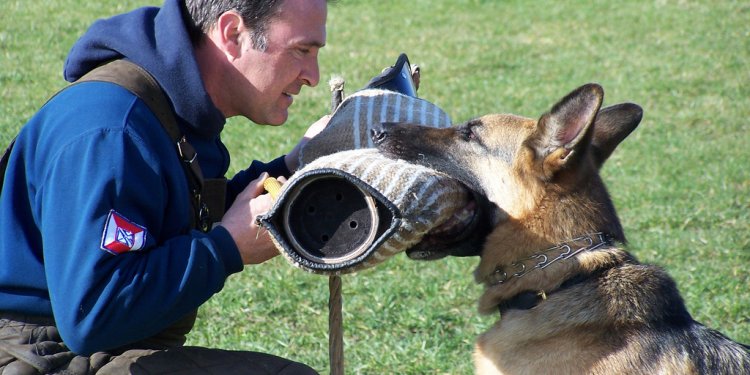 Schutzhund training