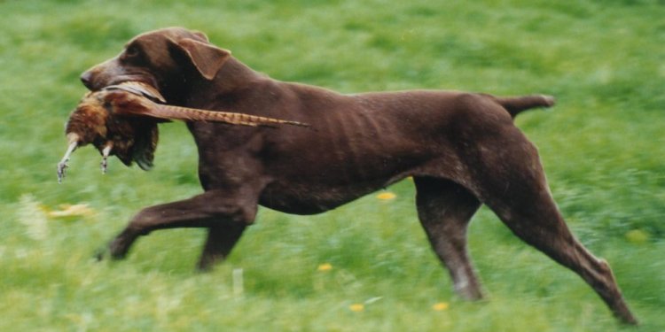 Aggressive Dog Breeds