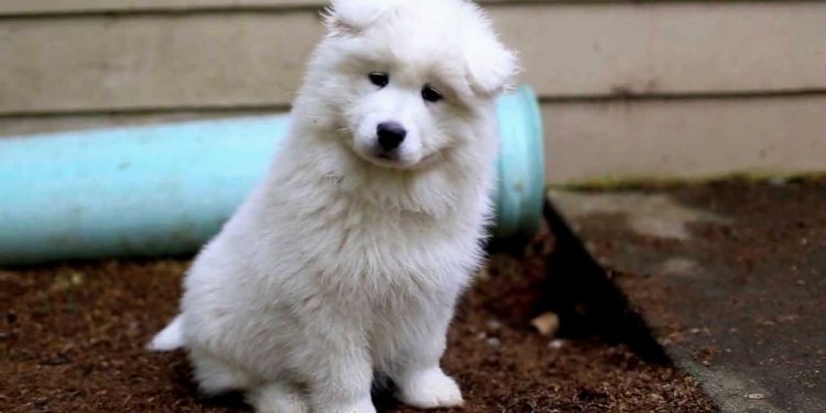 Samoyed Puppie