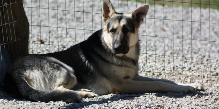 Colt at 18 months