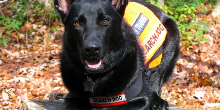 Sirius Black, SAR K-9 in training