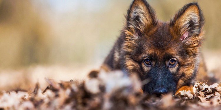 Best German Shepherd breeder