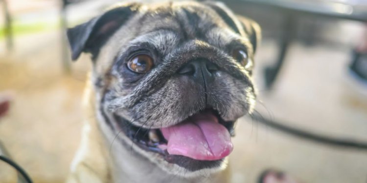 Happy Pug Dog