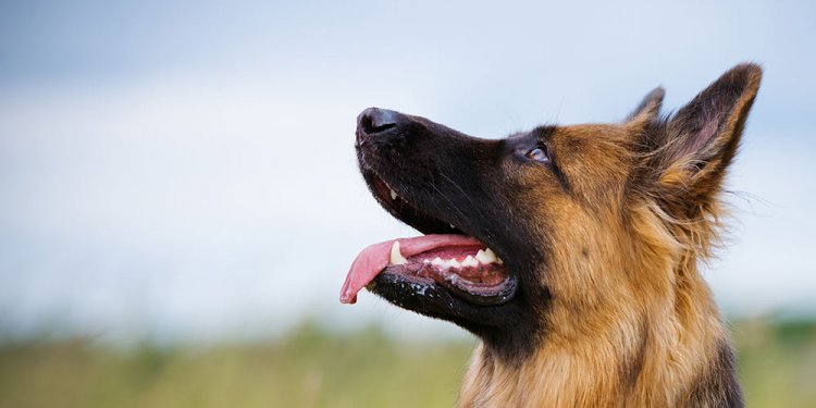 The German Shepherd Dog League