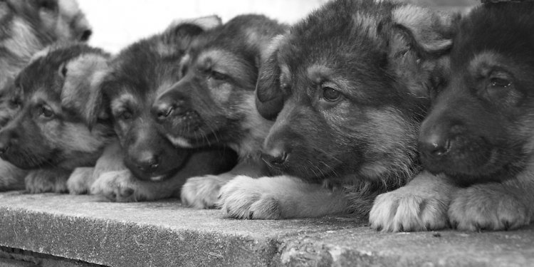 The Litter- German Shepherd
