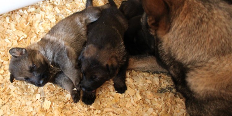 The pups