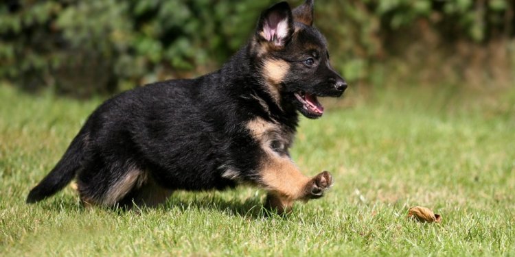 The smartest dog breeds German