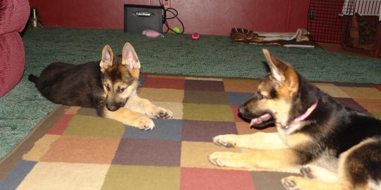 Titan Lola AKC black and tan German Shepherd puppies