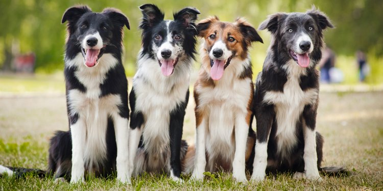 Top 10 service dogs - Dogtime