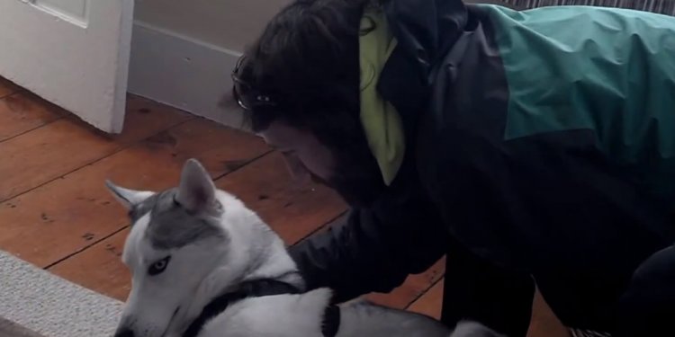 Video: TALKING DOG husky Blaze