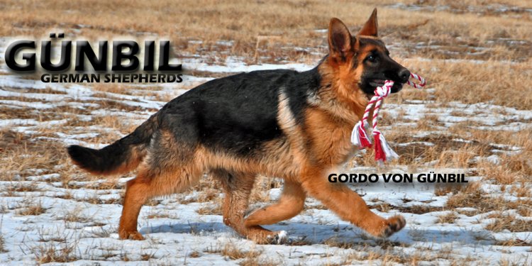 Puppy feeding schedule and