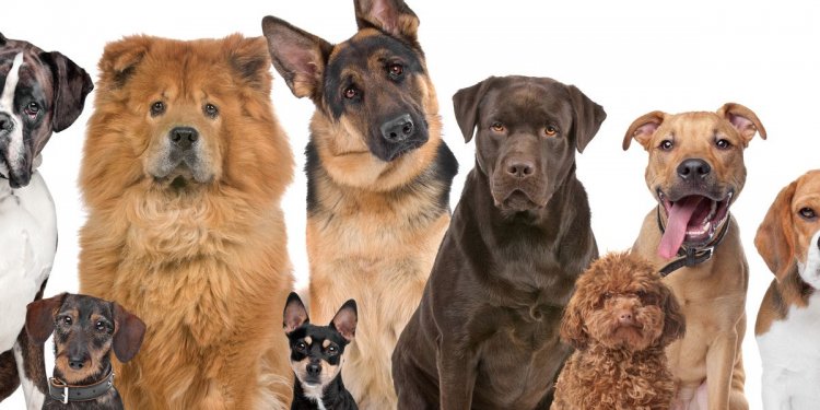 Which type of dog are you |