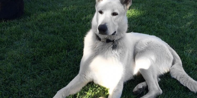 White Albino German Shepherd